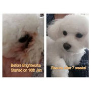 Brightworks milteliai nuo kailio rudavimo 50g