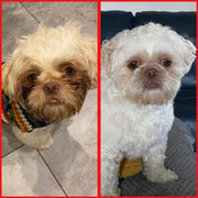 Brightworks milteliai nuo kailio rudavimo 50g