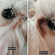 Brightworks milteliai nuo kailio rudavimo 50g